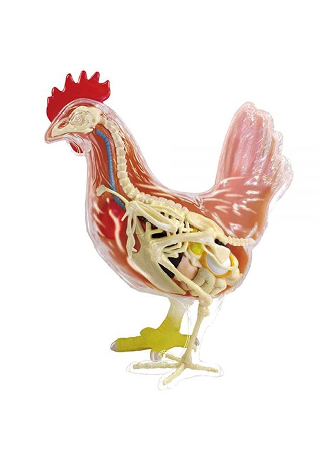 4D Vision Chicken Anatomy Model - v1576151982/N32179990A_1