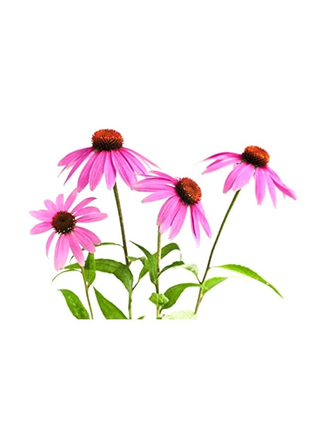 Echinacea purpurea Loose Leaf - v1577798422/N33422585A_3