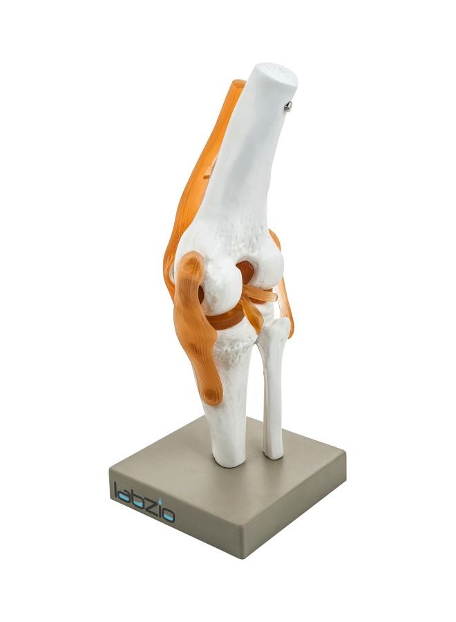 LABZIO Human Knee Joint Model - Image 1