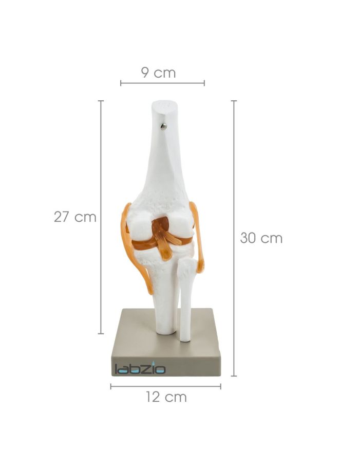 LABZIO Human Knee Joint Model - Image 3