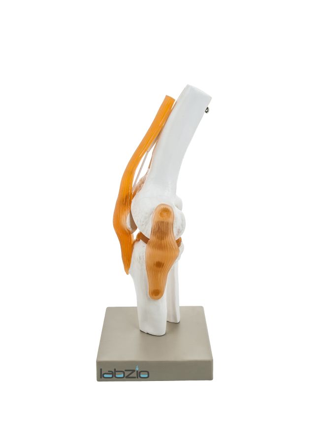 LABZIO Human Knee Joint Model - Image 2