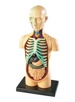 Learning Resources Human Body Model  - Image 1