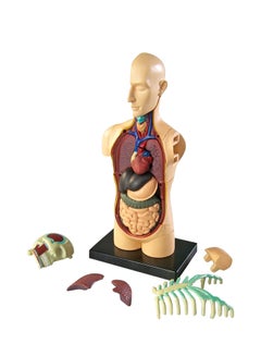 Learning Resources Human Body Model  - Image 3
