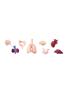 Safari 8-Piece Human Organ Set  S689304  - Image 1