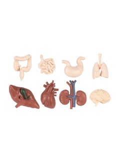 Safari 8-Piece Human Organ Set  S689304  - Image 2