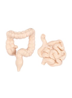 Safari 8-Piece Human Organ Set  S689304  - Image 3