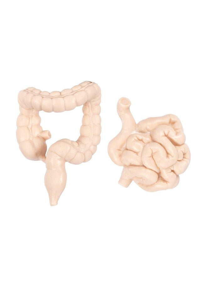 Safari 8-Piece Human Organ Set  S689304  - Image 3