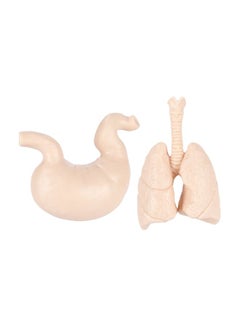 Safari 8-Piece Human Organ Set  S689304  - Image 4