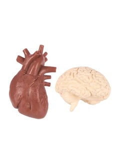 Safari 8-Piece Human Organ Set  S689304  - Image 5