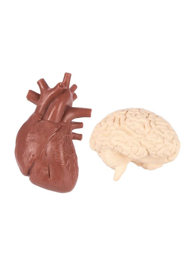 Safari 8-Piece Human Organ Set  S689304  - Image 5