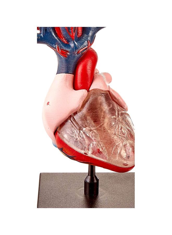 TEDCO - Bio Signs Human Heart Model Set 32370 - Image 1