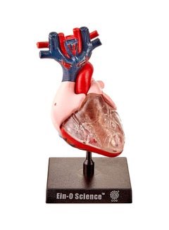 Bio Signs Human Heart Model Set 32370