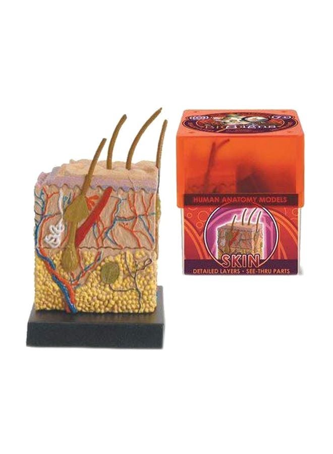 تيدكو مجسم بايو ساينز لجلد الإنسان طراز 32370 - Image 1