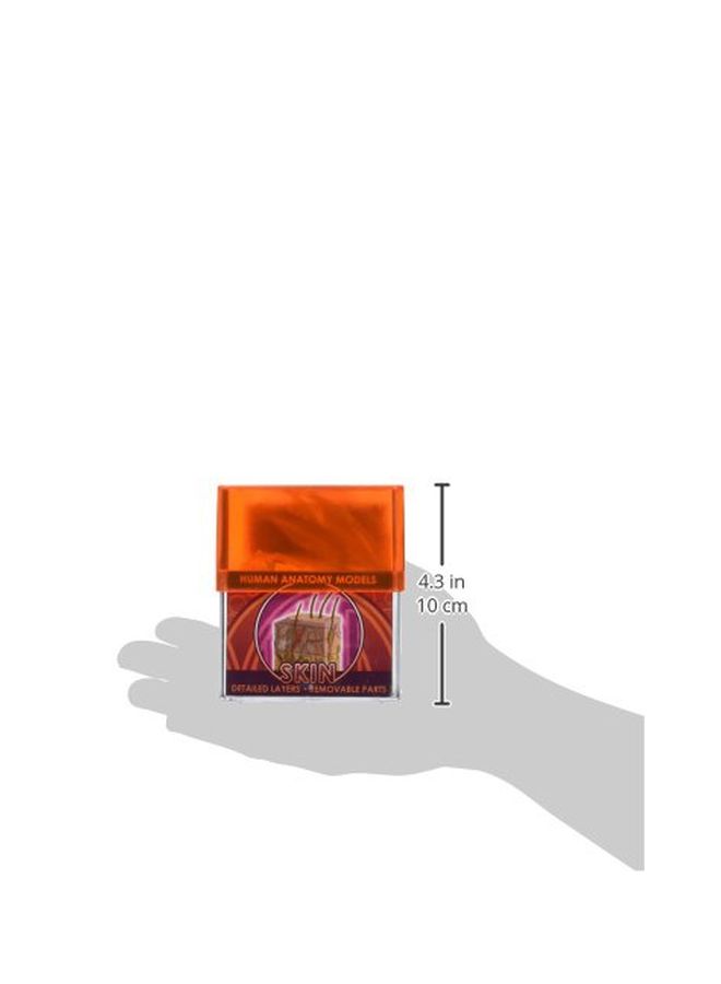 تيدكو مجسم بايو ساينز لجلد الإنسان طراز 32370 - Image 3