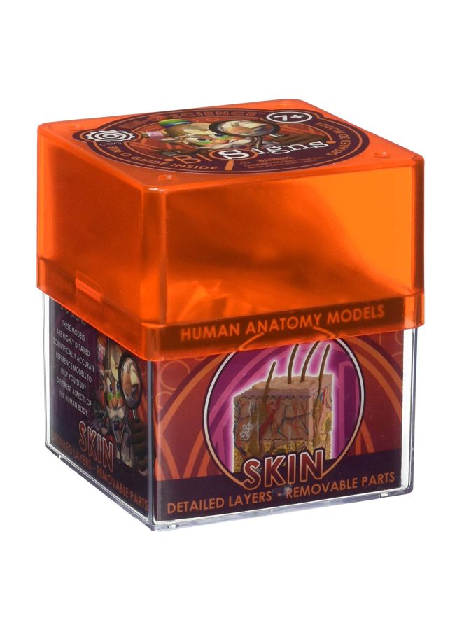 تيدكو مجسم بايو ساينز لجلد الإنسان طراز 32370 - Image 2
