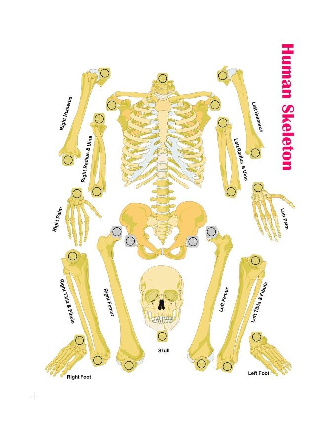 StepsToDo Human Skeleton - Image 2
