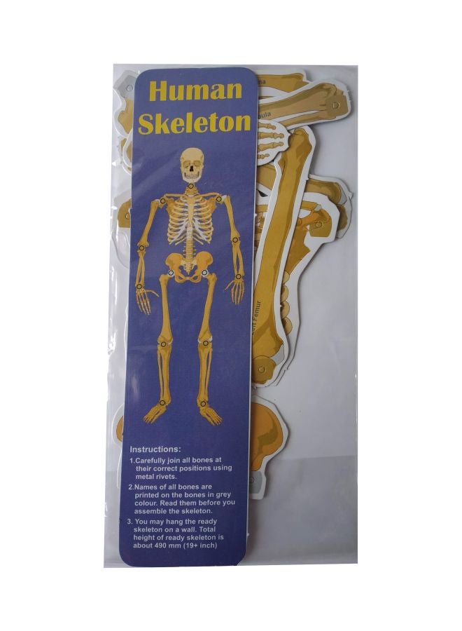 Human Skeleton - v1579946658/N32599335A_1