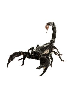 3D Waterproof Scorpions Sticker