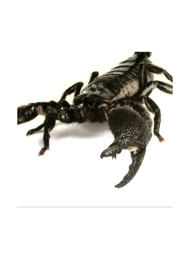 Generic - 3D Waterproof Scorpions Sticker - Image 1
