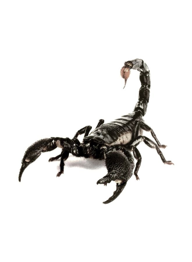 Generic - 3D Waterproof Scorpions Sticker - Image 1