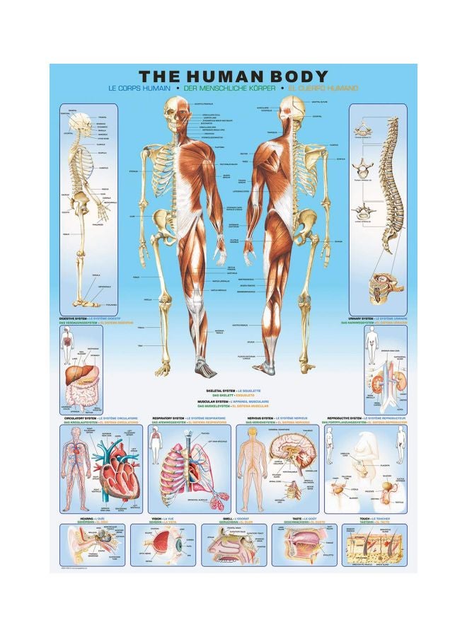 eurographics 1000-Piece The Human Body Jigsaw Puzzle 6000-1000 - Image 2