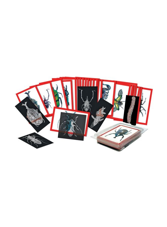 Roylco Insect X-Rays And Picture Cards Set R-5912 