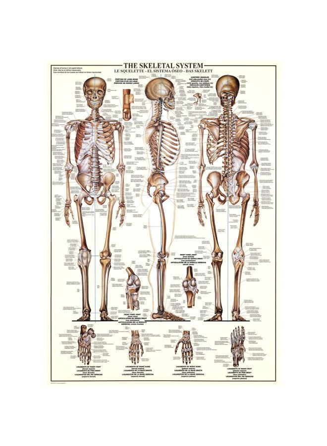 يورو جرافيكس أحجية تركيب الصور المقطعة بتصميم جهاز الهيكل العظمي مكونة من 1000 قطعة طراز ‏6000-3970 - Image 2