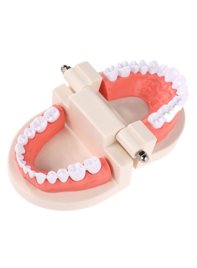 نموذج لأسنان الأسنان متعدد الألوان - Image 2