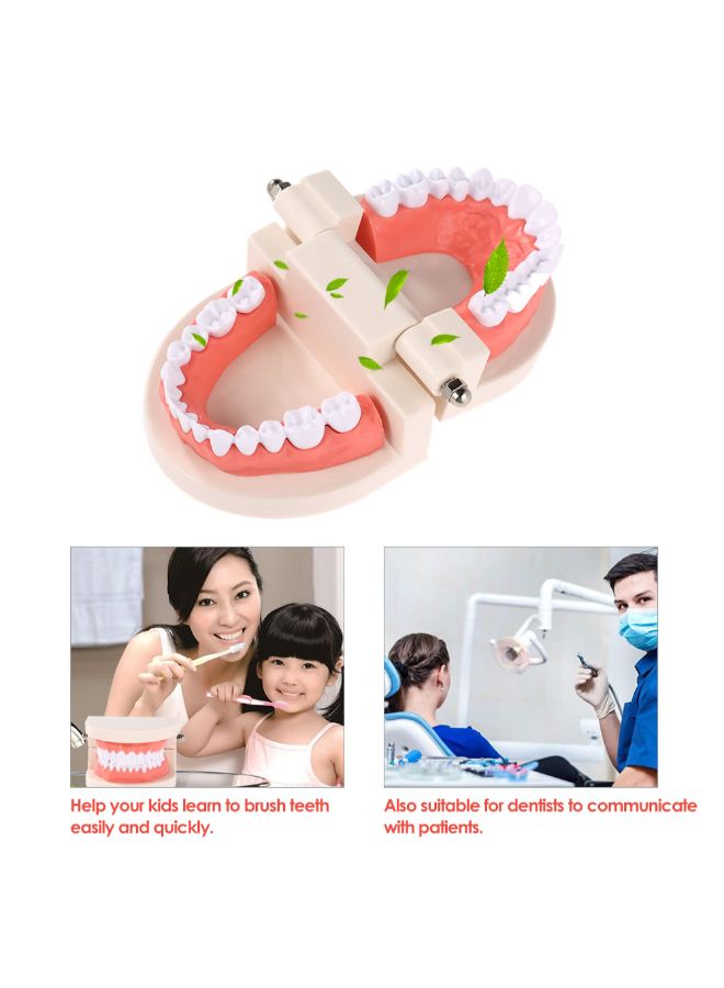 نموذج لأسنان الأسنان متعدد الألوان - Image 5