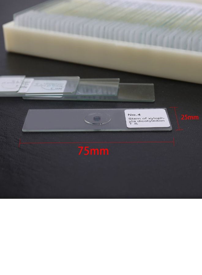 50-Piece Portable Educational Microscope Slides Clear/Beige 22cm  - Image 3