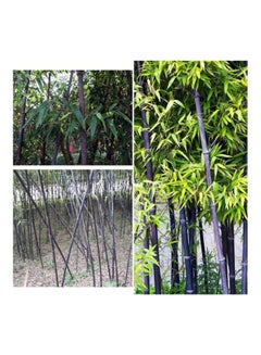 Generic High Germination Bamboo Seed Brown  - Image 2