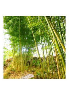 Generic High Germination Bamboo Seed Brown  - Image 3