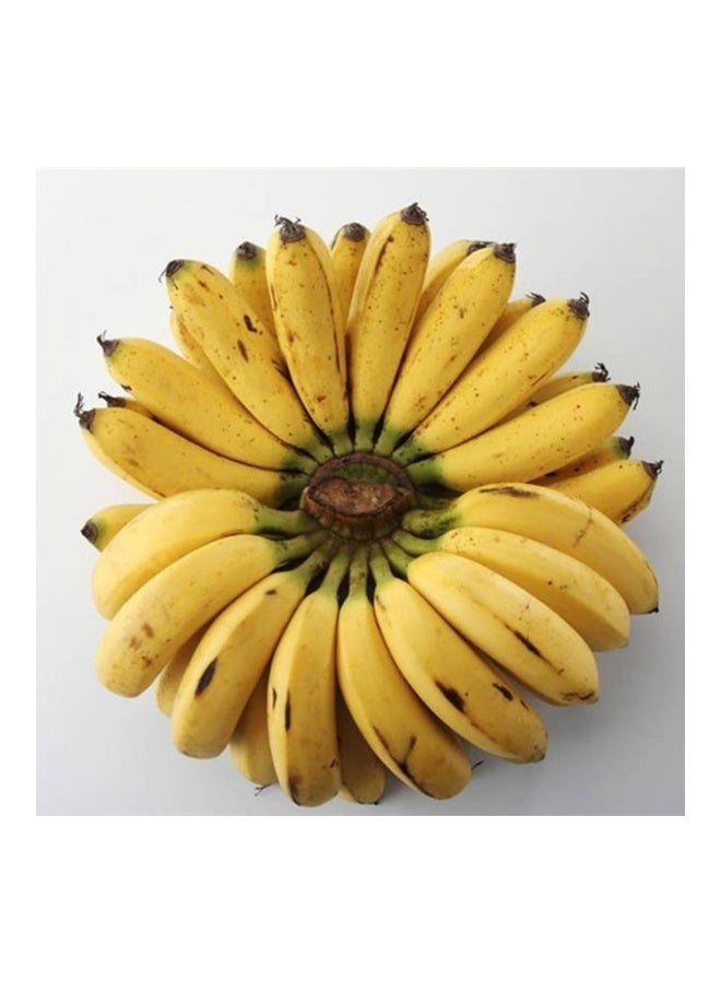 100-Piece Dwarf Banana Tree Seeds Black - Image 3