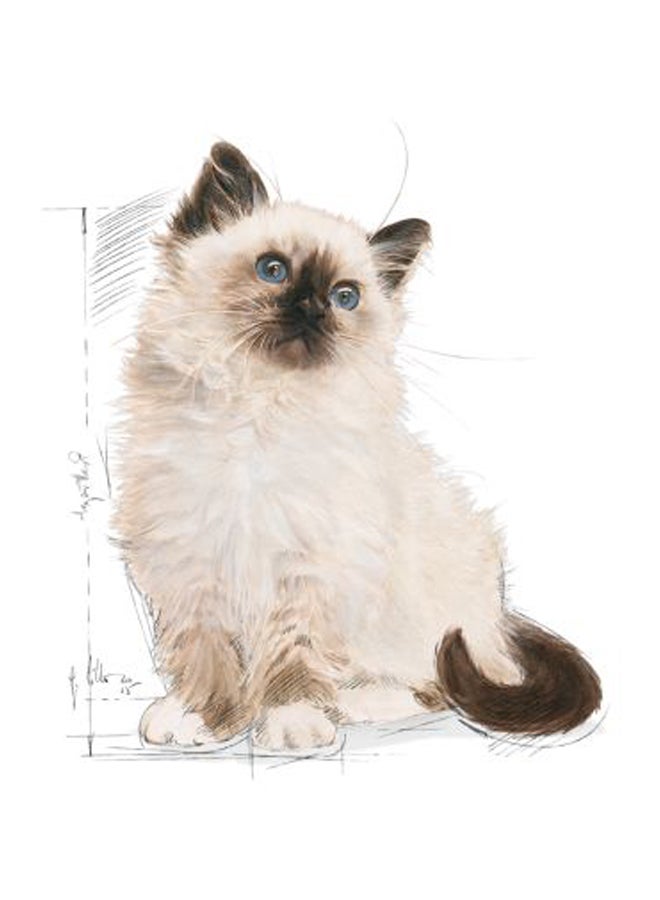 ROYAL CANIN Feline Health Nutrition Second Age Kitten Brown 2kg - Image 3