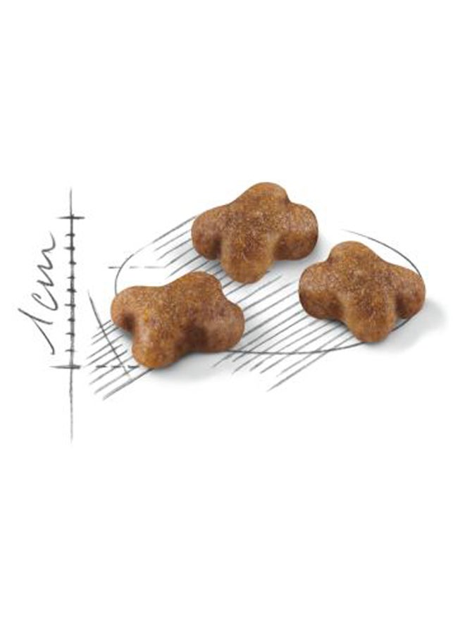 ROYAL CANIN Feline Health Nutrition Second Age Kitten Brown 2kg - Image 2