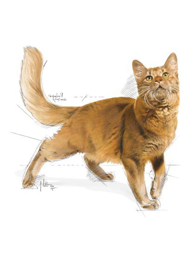 رويال كانين طعام القطط ريجولار فيت 32 بني 10كيلوجرام - Image 3