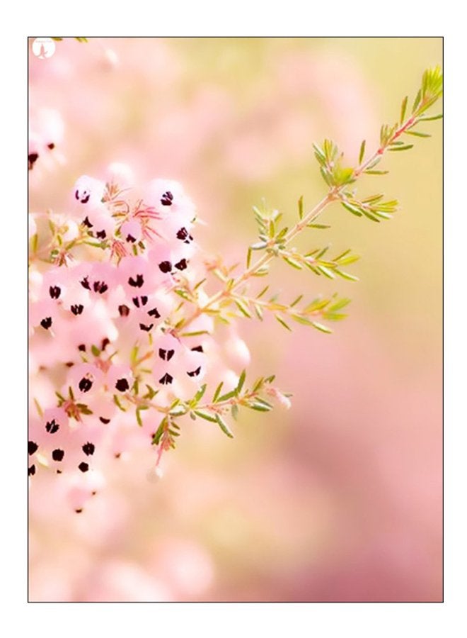 BP Printed Decorative Wall Art Plate Multicolour 20cm