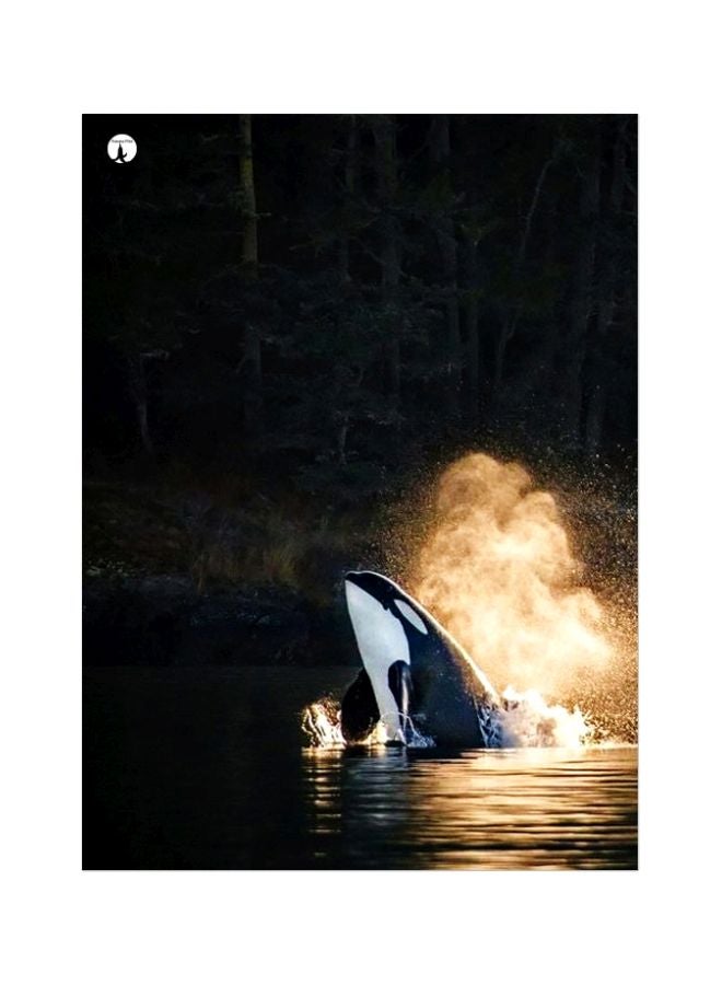 BP Dolphin Printed Plate Black/White/Green 20x15cm