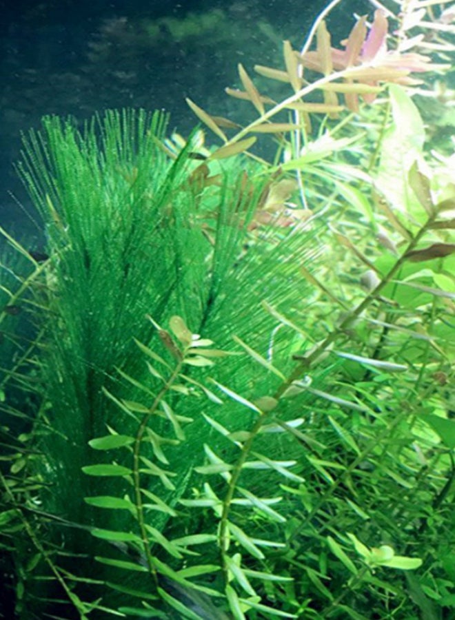 3-Piece Aquarium Artificial Plant Set Green/White 28.20 x 3cm - Image 2