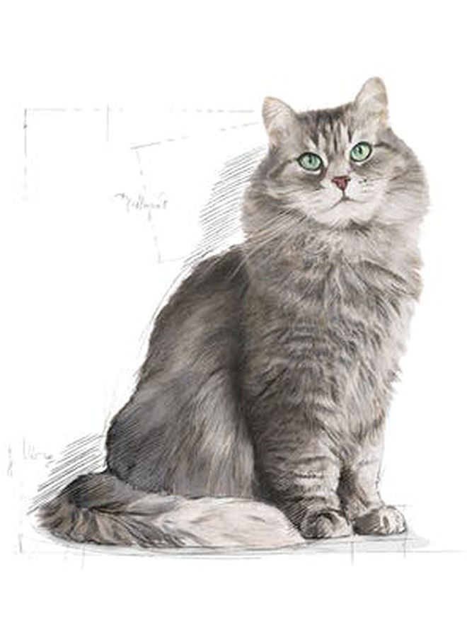 رويال كانين طعام سينسيبل 33 للتغذية الصحية للقطط بني 15كيلوجرام - Image 3