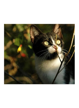 Cat Canvas Painting Multicolour 40x40cm - v1599024914/N40086185A_1