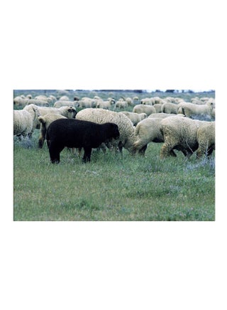 Sheeps Canvas Painting Multicolour 30x45cm - v1599027035/N40086364A_1