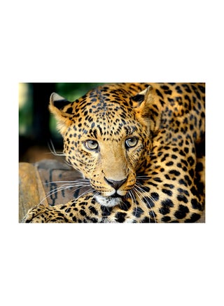 Leopard Printed Self Adhesive Wall Sticker Multicolour 140x105cm - v1599557739/N40274969A_1