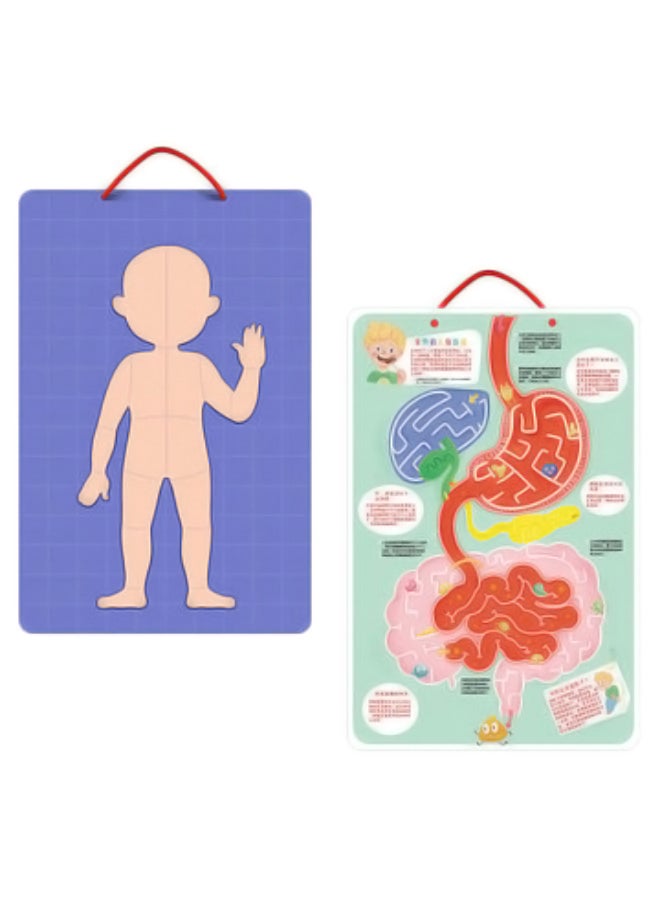 Beauenty Human Body Educational Puzzle - Image 2