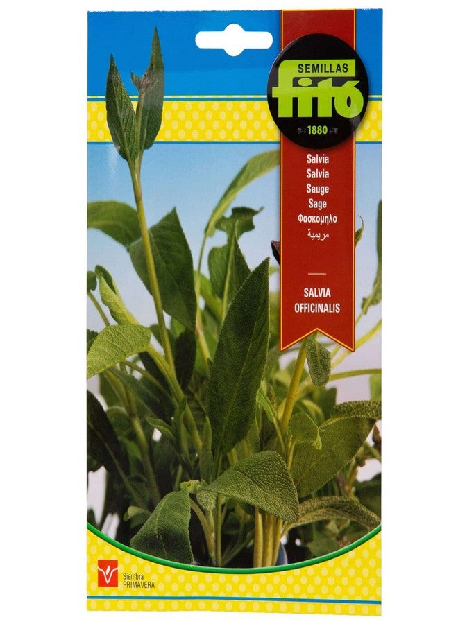 Fito Seed Salvia Multicolour