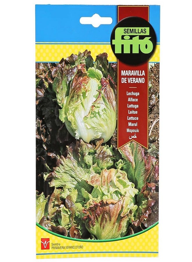 Fito Lettuce Summer Marvel Multicolour 100grams