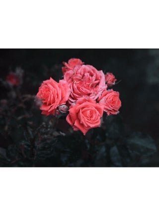 Roses Printed Self Adhesive Wall Sticker Black/Pink 140x105cm - v1601247738/N40805270A_1