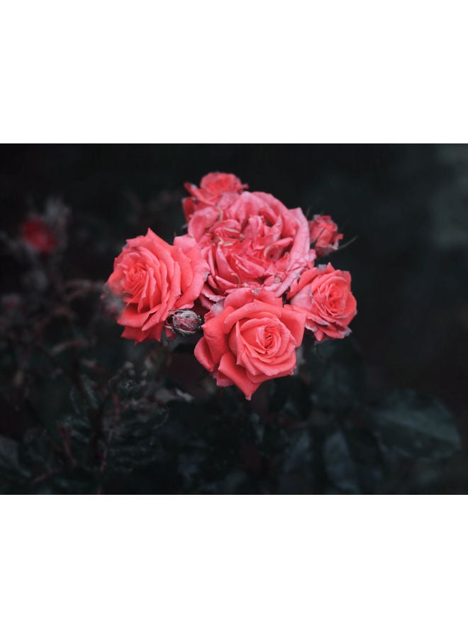 Roses Printed Self Adhesive Wall Sticker Black/Pink 140x105cm