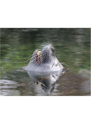 Fur Seal Themed Self Adhesive Wall Sticker Green/Grey/White 140x105cm - v1601251575/N40807464A_1