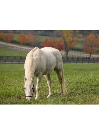 Horse Themed Self Adhesive Wall Sticker Green/White/Red 140x105cm - v1601257026/N40804200A_1